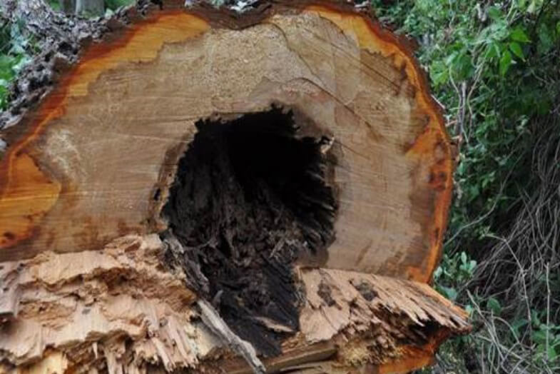 Baumfällung - Bäume weichen für die Sicherheit von Bewohnern und Passanten